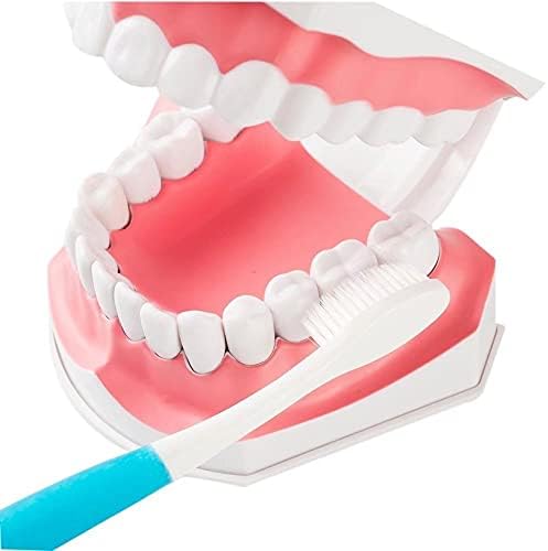 Doğal Boyutu Modeli Çıkarılabilir Plastik - diş Dayanıklı Diş Modeli ile Diş Fırçası