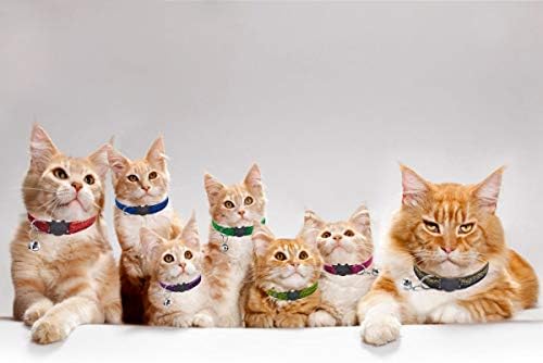 Ameolela 12 pcs kedi tasmaları Ayrılıkçı ile Çan Naylon Sparkle Karışık Renkler Ayarlanabilir Emniyet Yavru Yaka Evcil veya